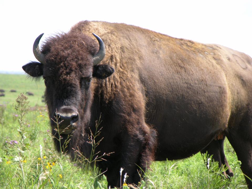 ملك من bald buffalo - ventilationstjanst.com